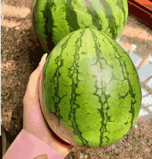 Potted Watermelon Seeds