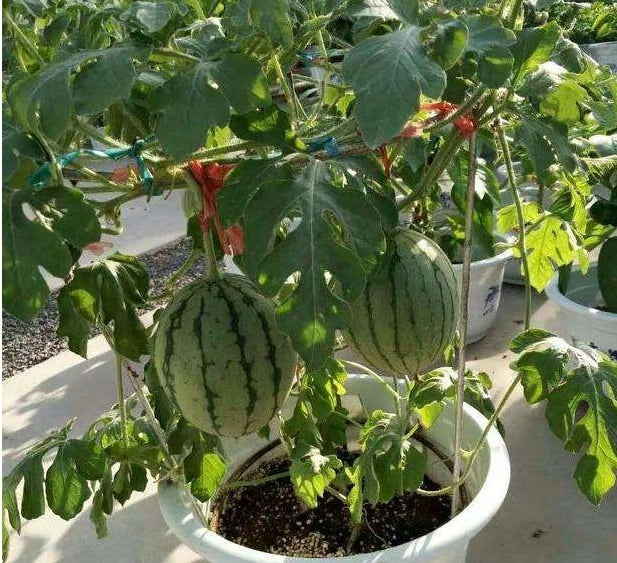 Potted Watermelon Seeds