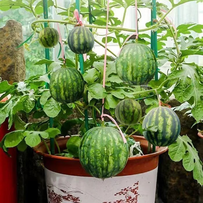 Potted Watermelon Seeds